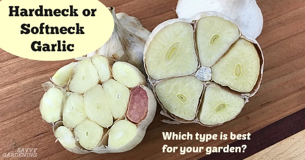 Hardneck vs. Softneck: Choosing the Right Garlic for Your Climate